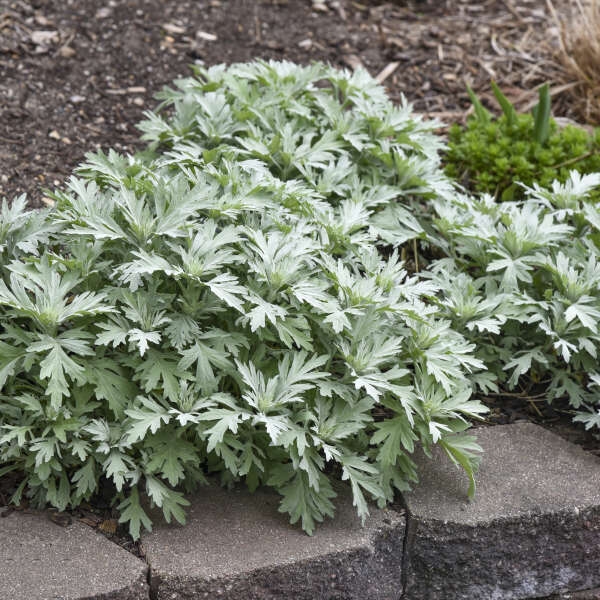 Artemisia 'Silver Lining' New 2024